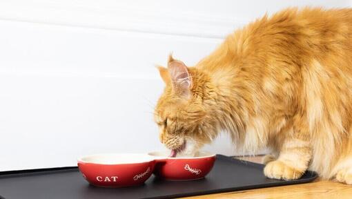 Rode pluizige kat eet uit een bakje