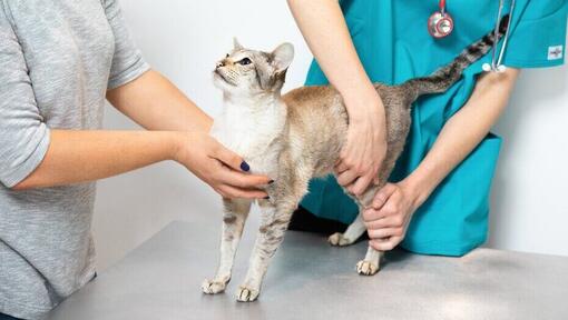 dierenarts die een kat onderzoekt