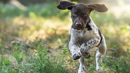 Duitse Staande Hond Korthaar die op het gras loopt