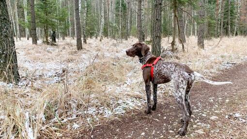 Duitse Staande Hond Korthaar wandelend in het bos