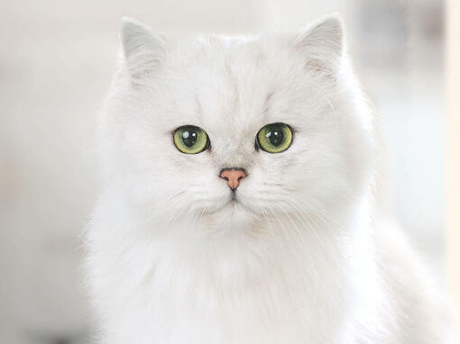 Gourmet witte kat