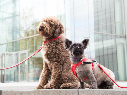 Twee honden zitten voor het kantoorgebouw