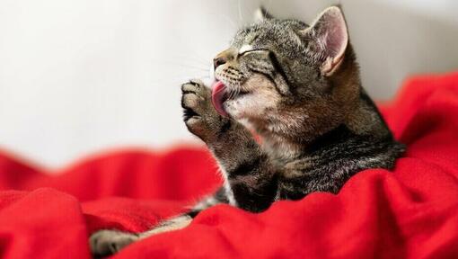 kat verzorgt zichzelf met zijn tong