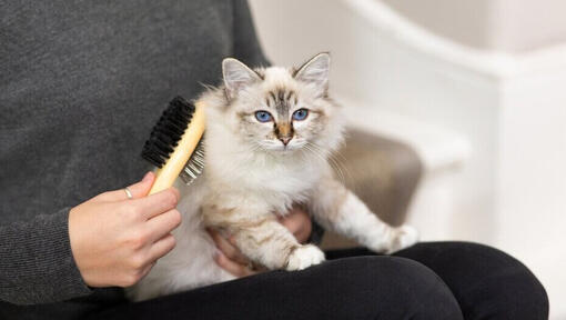 eigenaar borstelt witte kat