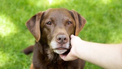 Eigenaar die het gezicht van een oudere bruine labrador vasthoudt