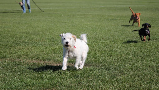 Witte hond loopt in het park met andere honden terwijl hij blaft