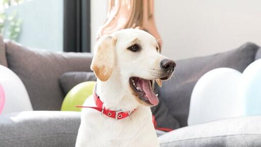 Blonde labrador thuis met open mond