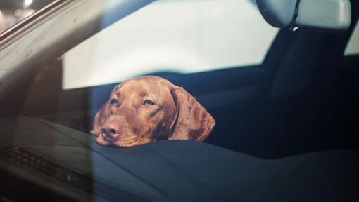 Vizsla hond rust haar hoofd op het autodashboard