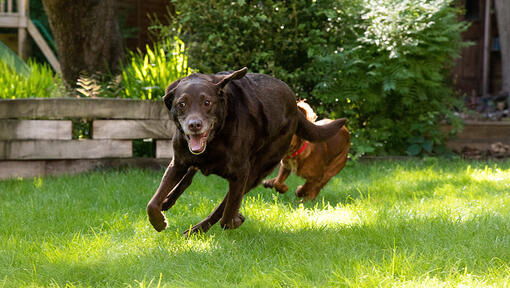 Hond rent samen met een andere hond