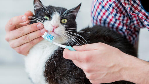 Kat met tandenborstel