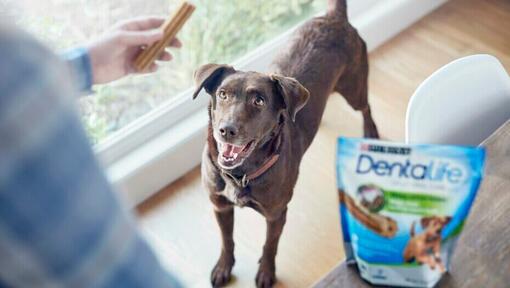 gebitsverzorgende kauwsnacks aan een hond geven