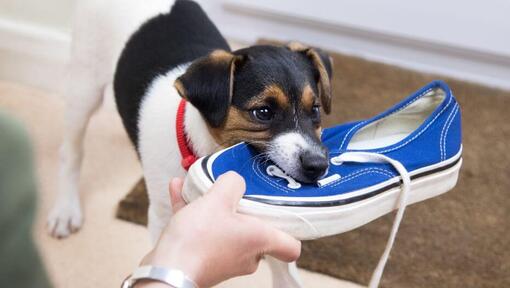 Puppy kauwt op een blauwe schoen.
