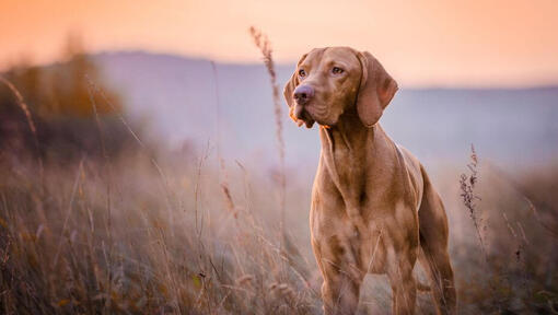 Bruine Vizsla die in het veld staat