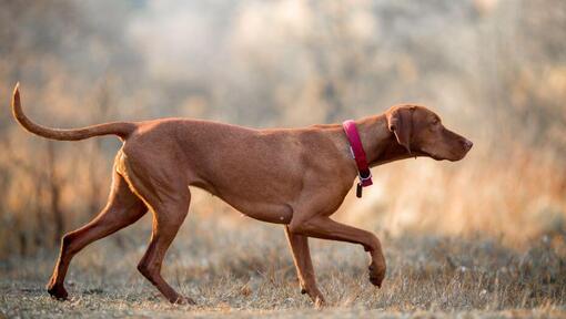 Bruine Vizsla die bij veld loopt