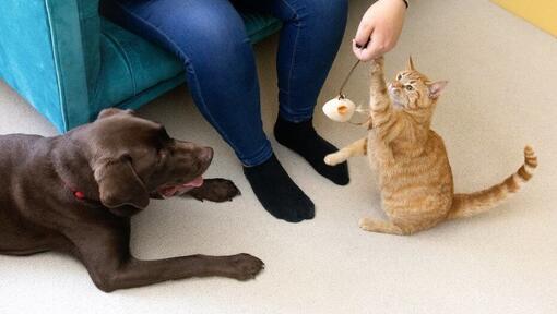 Kat speelt met veren speelgoed met de eigenaar terwijl de hond toekijkt