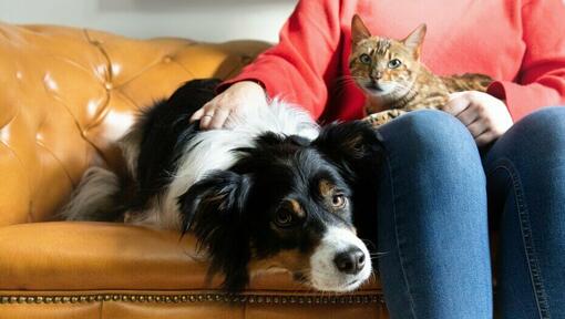 Graan Ja Uitrusten Een nieuwe hond voorstellen aan andere huisdieren | Purina