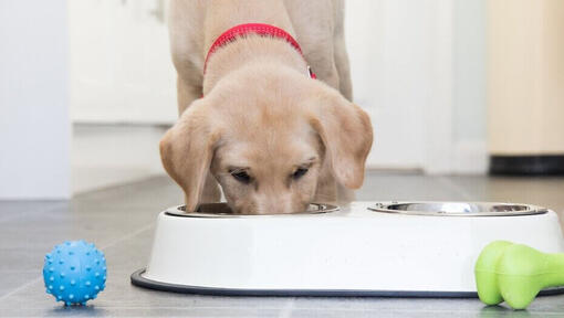 Blonde labrador puppy eet uit een voerbakje