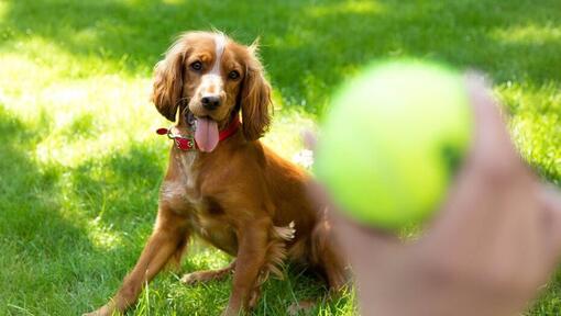 Gelukkige spaniël puppy die op een te werpen tennisbal wacht