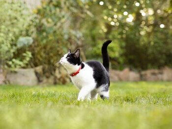 Zwart-witte kat spelend in gras