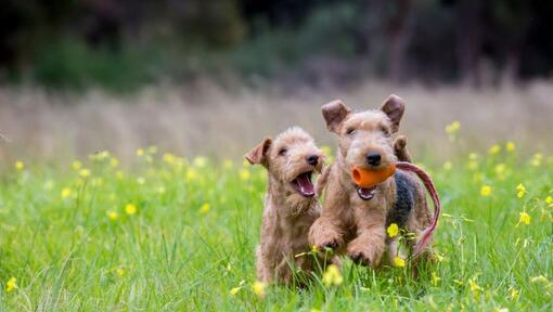 twee terriers spelen samen