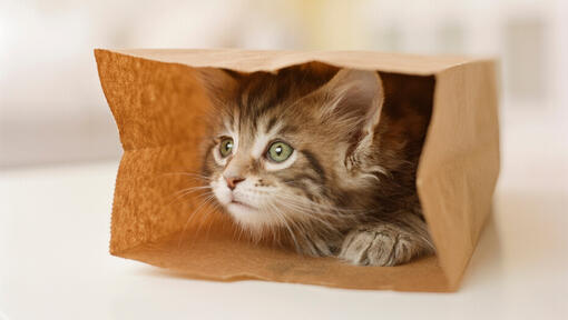 kitten speelt met een bruine papieren zak