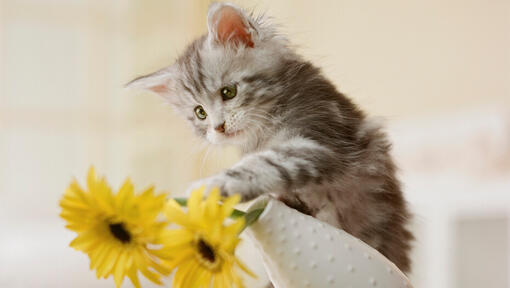 grijze kitten gooit een vaas met gele bloemen om