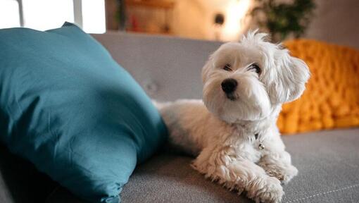 Maltezer hond liggend op de bank