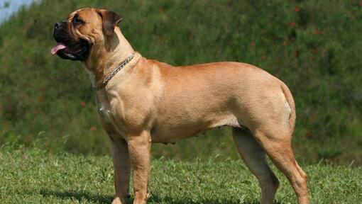 Mastiff die op het gras staat