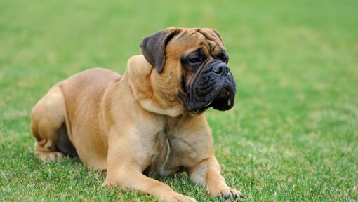 Mastiff die op het groene gras ligt