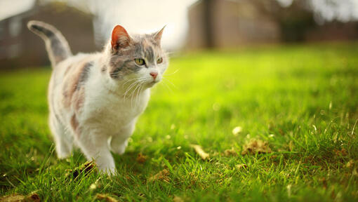 kitten loopt op het gras