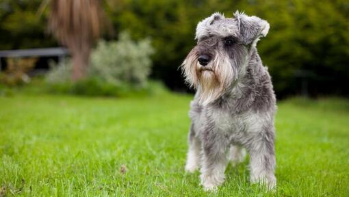 Dwergschnauzer op het gras