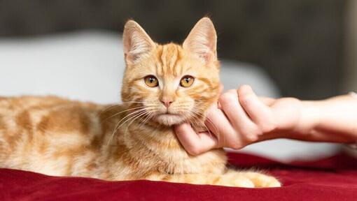 eigenaar kriebelt aan de kin van een rode kat