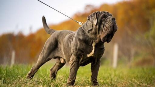 Mastino Napoletano hond aan de lijn