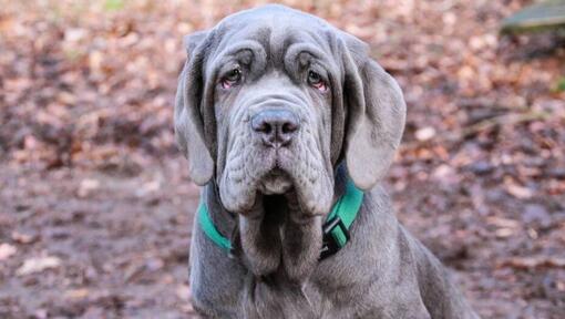 Mastino Napoletano met groene halsband