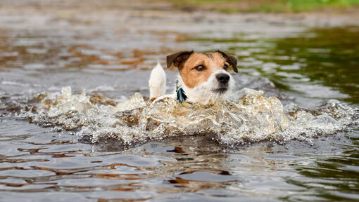 Jack russell zwemt in water