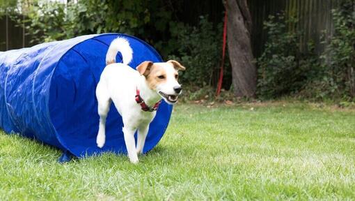 hond loopt door behendigheidstunnel