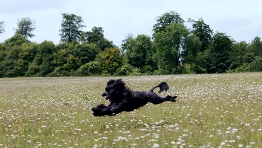 Portugese Waterhond die in het veld loopt