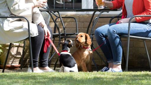 twee puppy's kijken elkaar aan terwijl eigenaren aan tafel drinken