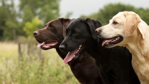 drie labradors staan samen