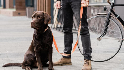 labrador staat naast zijn eigenaar