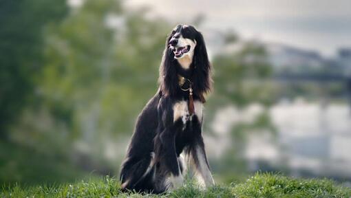 Saluki hond zittend op de heuvel