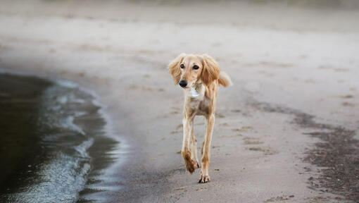 Saluki hond loopt op het strand