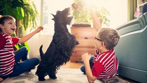 Schotse Terriër die met de kinderen speelt