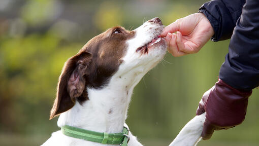 Eigenaar geeft hond eten