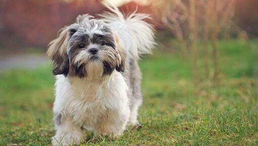 Shih Tzu hond lopend op gras