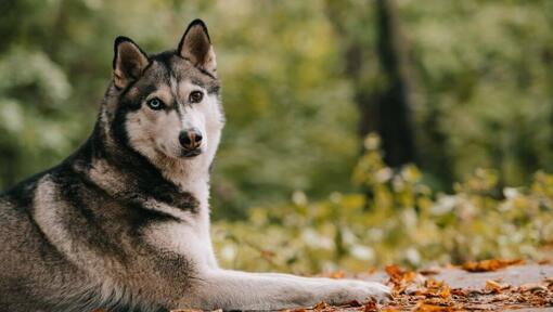 Siberian Husky in het bos