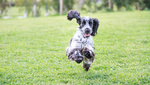 Zwart-witte Cocker Spaniel rennend