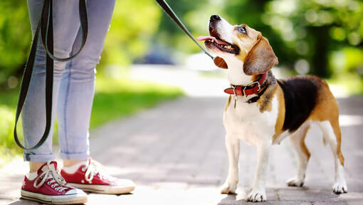 Beagle staring up at owner