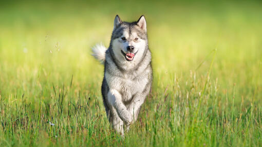 Husky loopt door gras