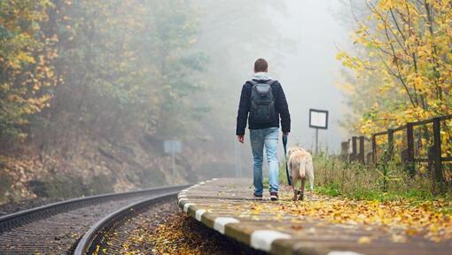 man loopt langs perron met gele labrador